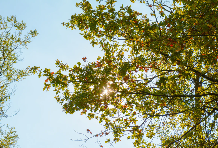 Top 3 Ways To Keep Allergies At Bay